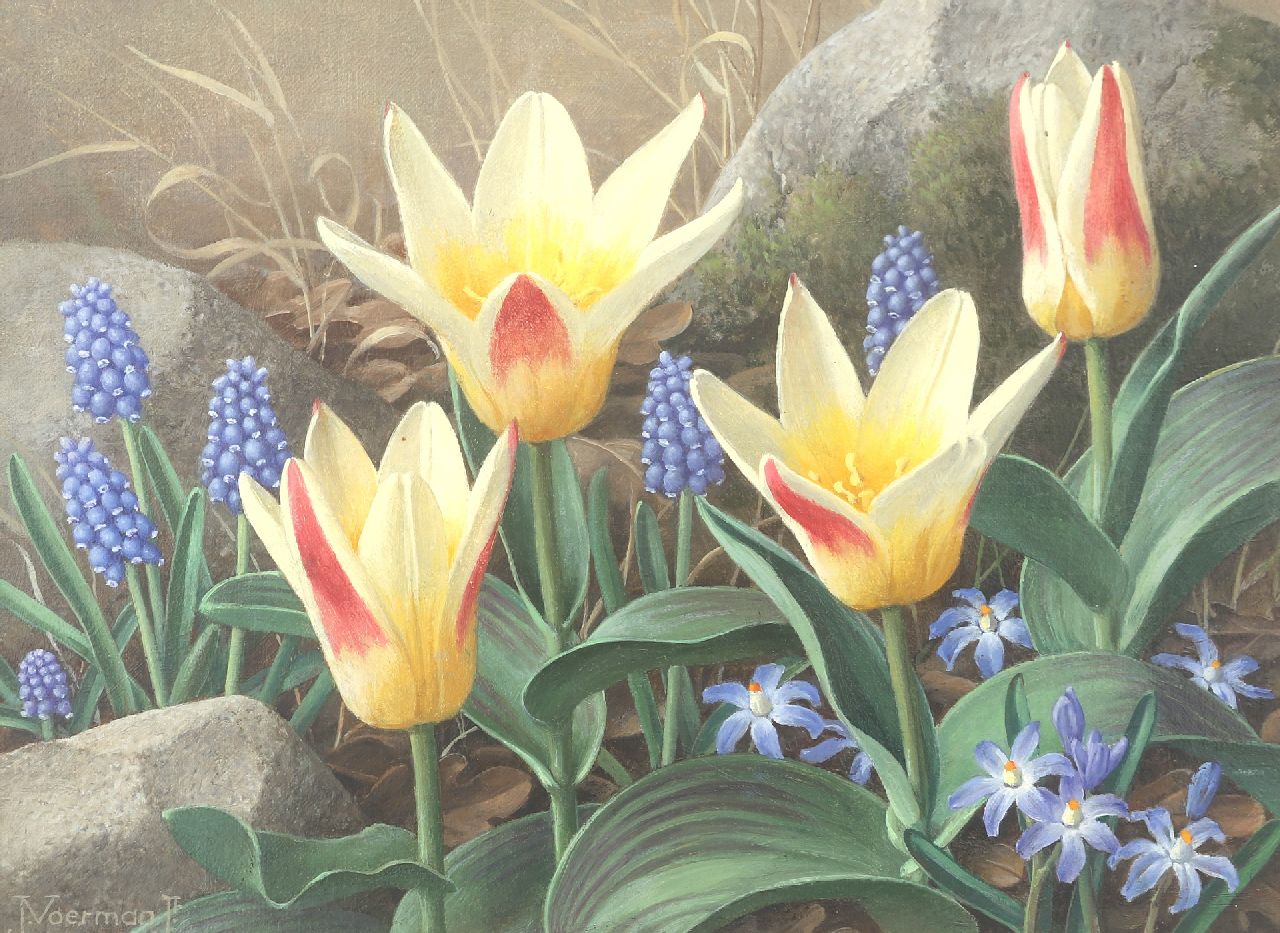 Voerman jr. J.  | Jan Voerman jr. | Schilderijen te koop aangeboden | Stilleven met tulpen, blauwe druifjes en sneeuwroem, olieverf op doek op karton 21,5 x 19,0 cm, gesigneerd linksonder