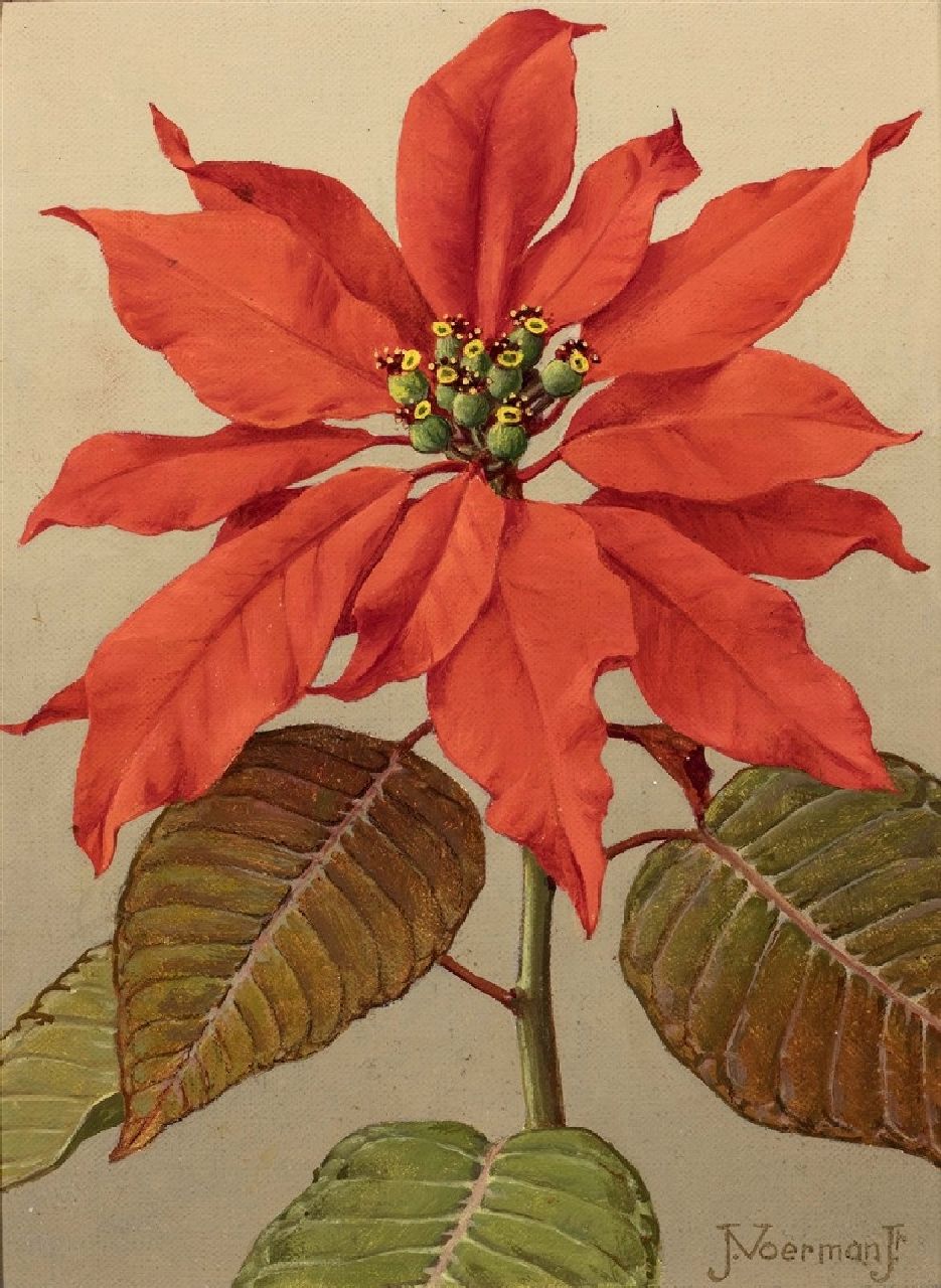 Voerman jr. J.  | Jan Voerman jr. | Schilderijen te koop aangeboden | Rode kerstster, olieverf op doek 23,0 x 16,0 cm, gesigneerd rechtsonder