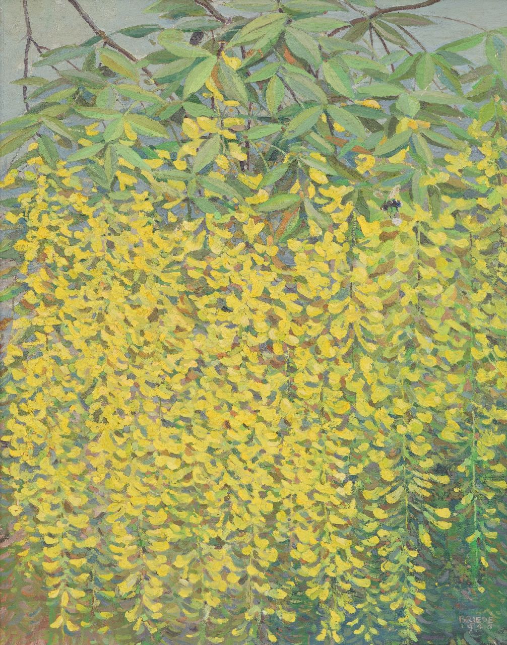 Briedé J.  | Johan Briedé | Schilderijen te koop aangeboden | Bloeiende Gouden regen, olieverf op doek 48,6 x 38,6 cm, gesigneerd rechtsonder en gedateerd 1948