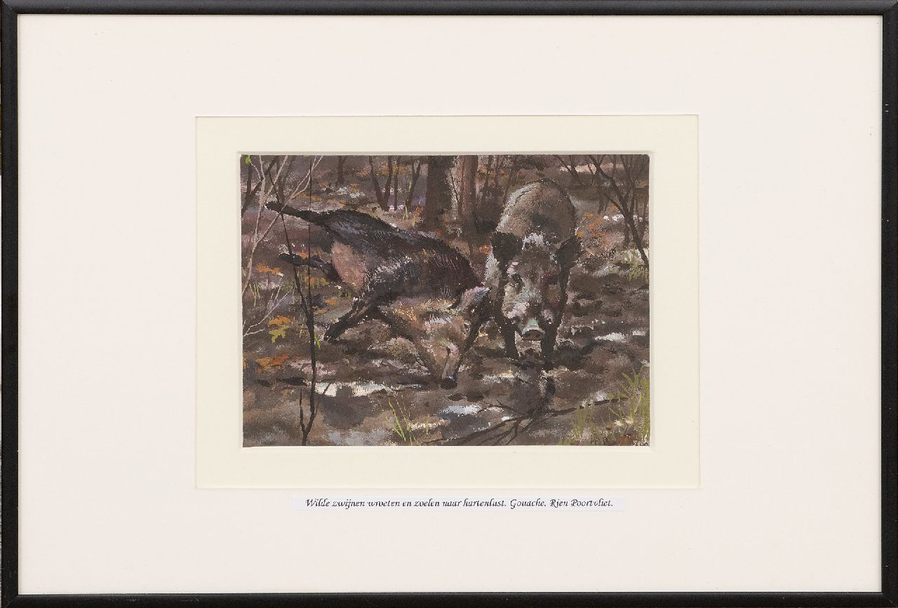 Poortvliet R.  | Rien Poortvliet | Aquarellen en tekeningen te koop aangeboden | Twee wroetende wilde zwijnen, Hoge Veluwe, gouache op papier 13,2 x 17,5 cm