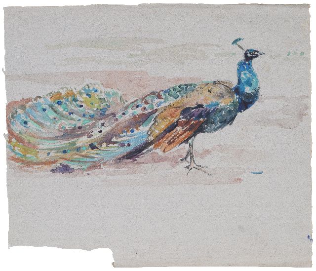 Bruigom M.C.  | Peacock, watercolour on paper 32.6 x 37.6 cm
