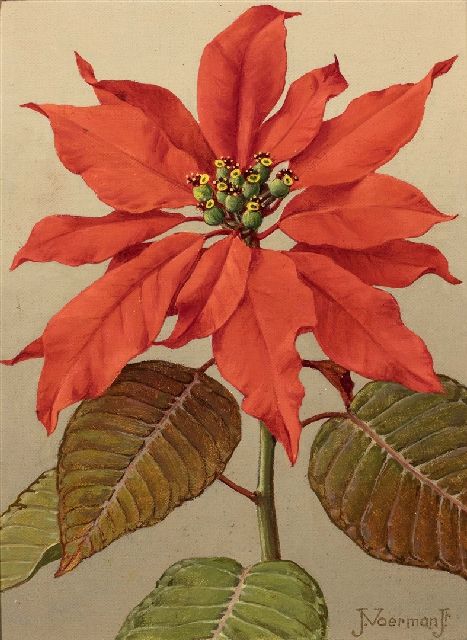 Jan Voerman jr. | Rode kerstster, olieverf op doek, 23,0 x 16,0 cm, gesigneerd r.o.