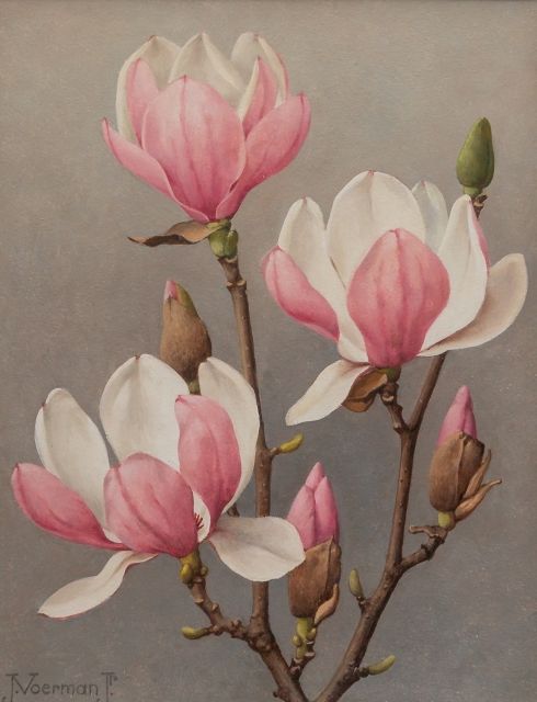 Voerman jr. J.  | Bloeiende magnoliatak, olieverf op board 29,9 x 24,0 cm, gesigneerd l.o.