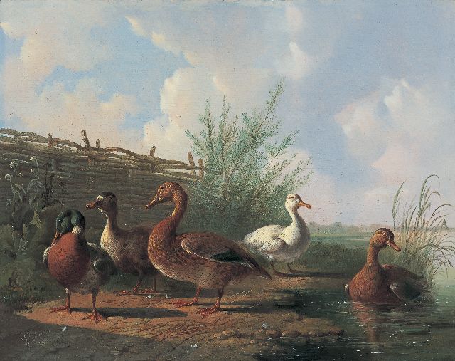 Verhoesen A.  | Ducks on the riverbank, oil on panel 27.0 x 34.1 cm, signed l.l. and dated 1860